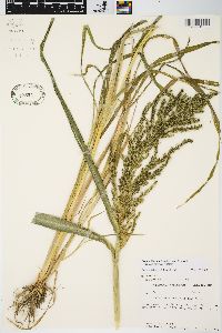 Echinochloa muricata var. microstachya image