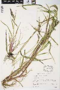 Echinochloa walteri image