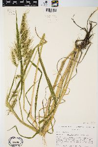 Echinochloa walteri image