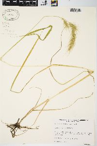 Echinochloa walteri image