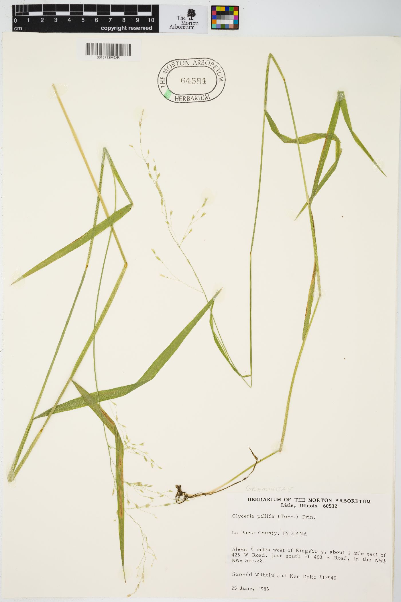 Glyceria pallida image