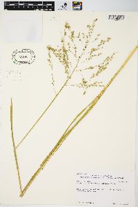 Glyceria canadensis image