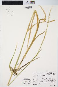 Glyceria septentrionalis image