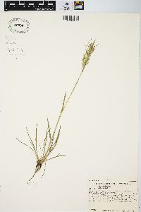 Poa bulbosa image