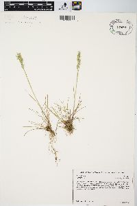 Poa bulbosa image