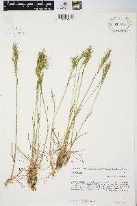 Poa bulbosa image