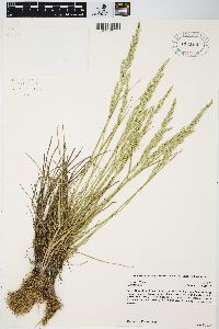 Poa arida image