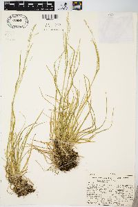 Poa alsodes image