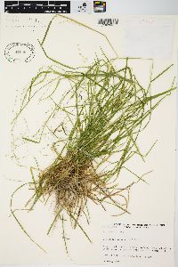 Poa alsodes image