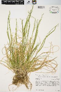 Poa alsodes image