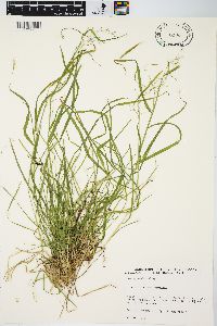 Poa sylvestris image