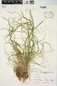 Poa sylvestris image