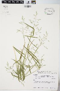 Poa sylvestris image