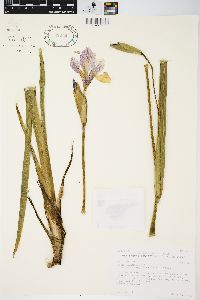 Iris virginica var. shrevei image