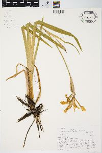 Iris virginica image