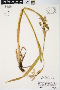 Iris virginica image