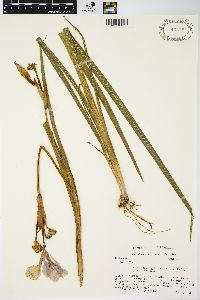 Iris virginica image