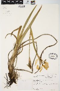 Iris virginica image