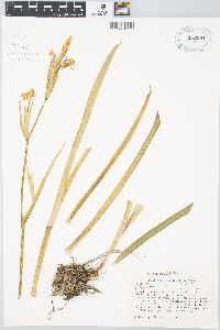 Iris pseudacorus image