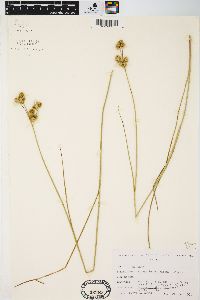 Juncus brachycarpus image