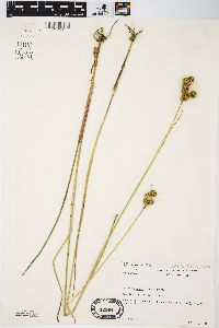 Juncus brachycarpus image