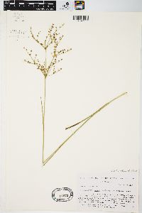 Juncus brachycephalus image