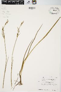 Juncus brachycephalus image