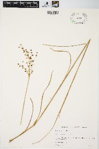 Juncus biflorus image