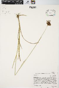 Juncus biflorus image