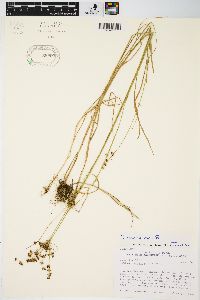 Juncus biflorus image