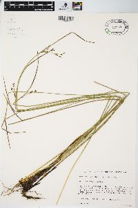 Juncus balticus subsp. littoralis image