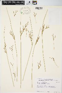 Juncus balticus subsp. littoralis image