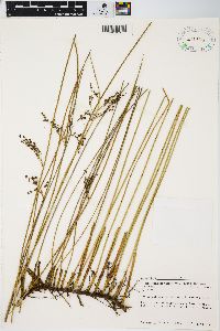 Juncus balticus subsp. littoralis image