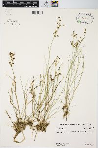 Juncus articulatus image