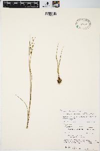 Juncus alpinoarticulatus image