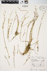 Juncus alpinoarticulatus image