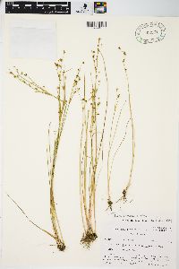 Juncus alpinoarticulatus image