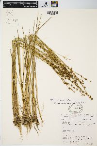 Juncus alpinoarticulatus image