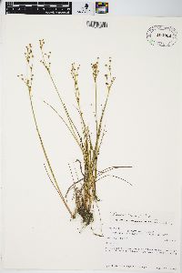 Juncus alpinoarticulatus image