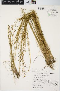 Juncus alpinoarticulatus image