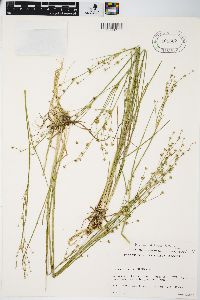 Juncus alpinoarticulatus image