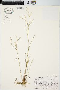 Juncus pelocarpus image