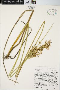 Juncus nodatus image