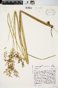 Juncus nodatus image