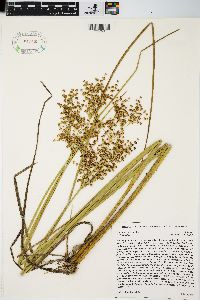 Juncus nodatus image