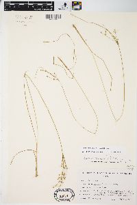 Juncus anthelatus image