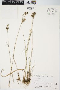 Juncus scirpoides image