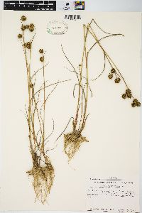 Juncus scirpoides image