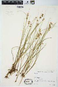 Juncus nodosus image