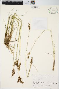 Juncus greenei image